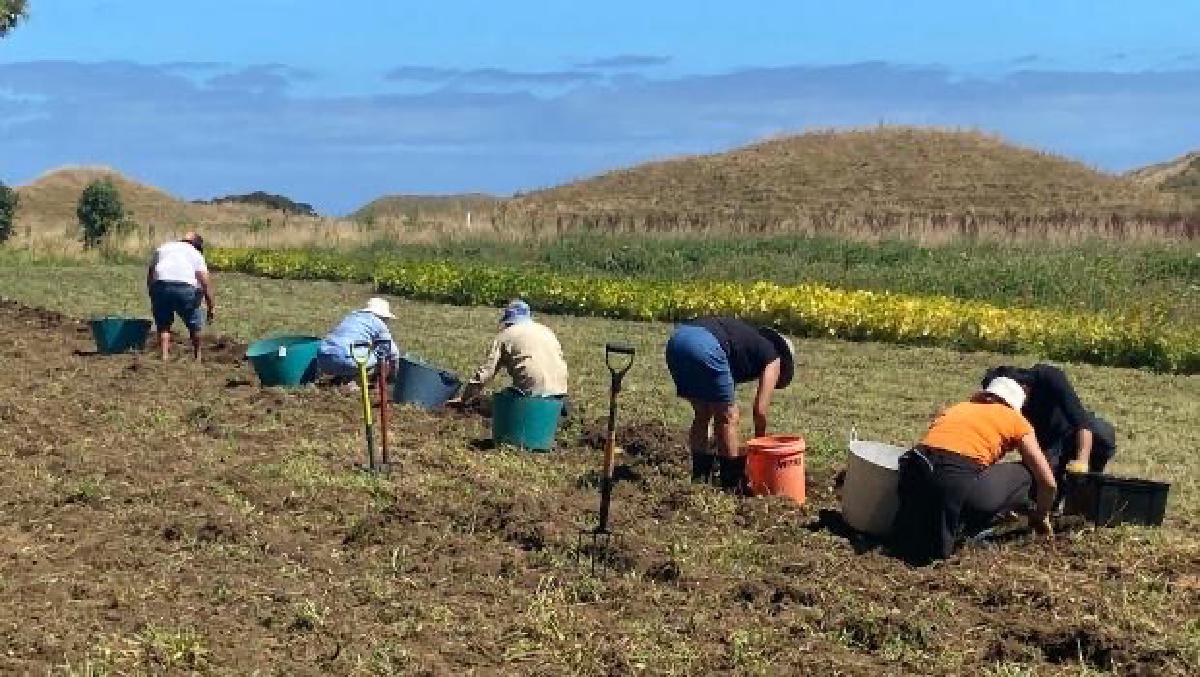 Parihaka's Maara Kai - Food Sovereignty and Growing for Communities