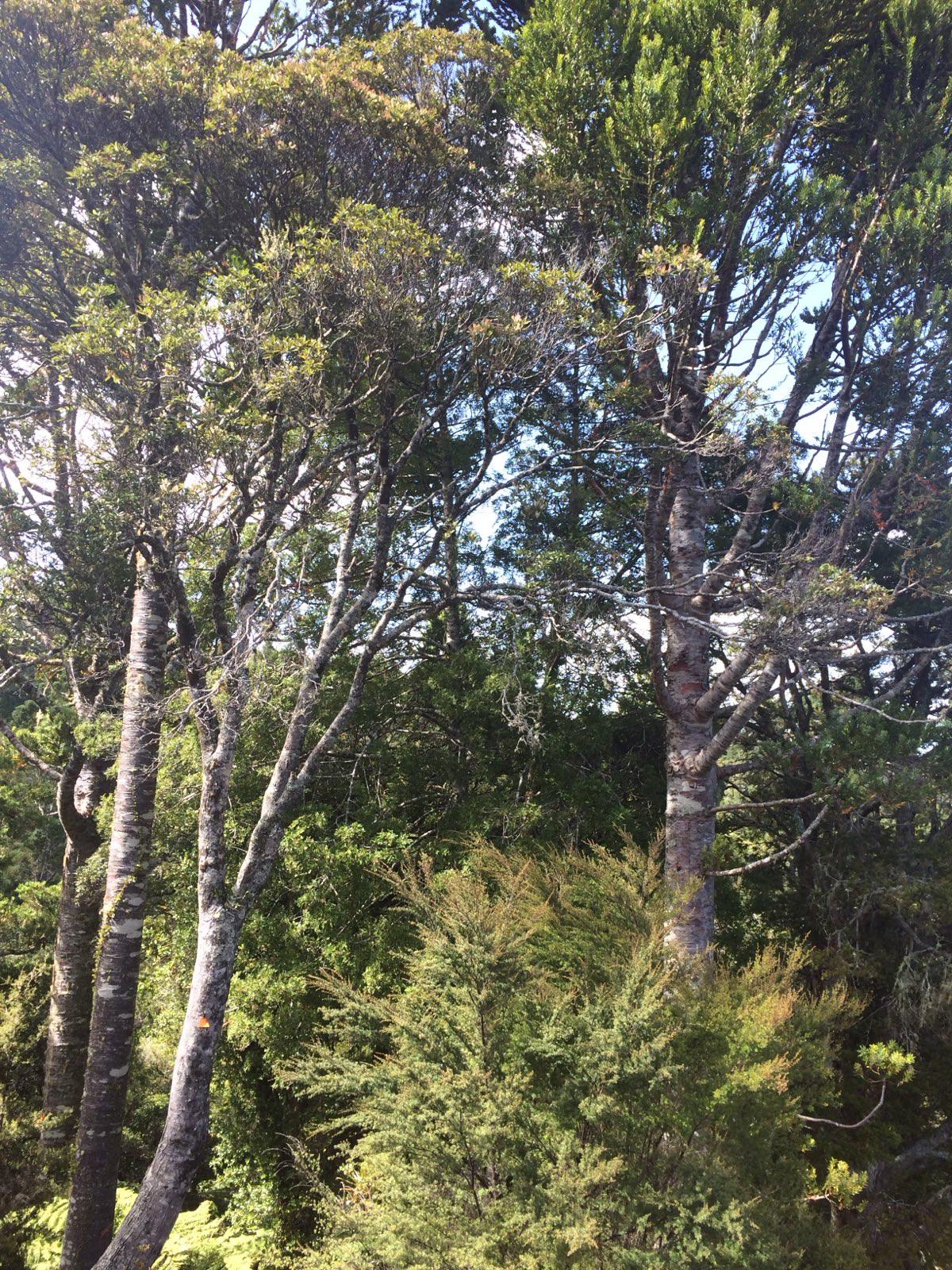 Rewilding the Internet for Resilience  (in conjunction with Internet Infrastructure Climate Resilience in Aotearoa)